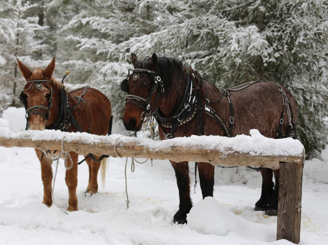 Happy Trails Horse Adventures-Cle Elum必去景点