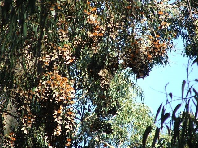 Coronado Butterfly Preserve景点图片