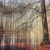 Blackbird State Forest-Smyrna必去景点