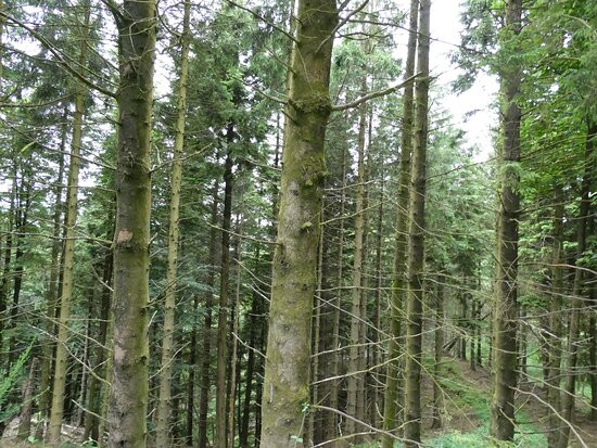 Doach Wood景点图片
