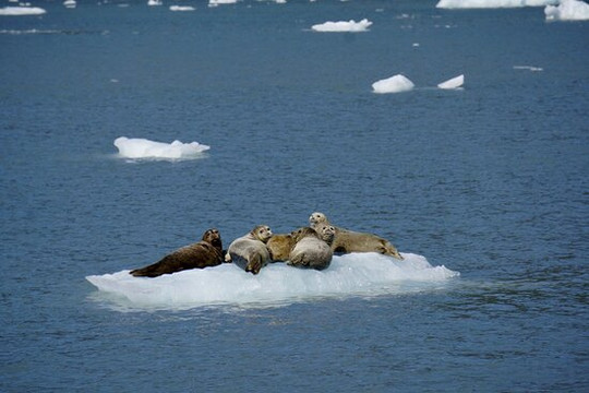 North Pacific Expeditions-苏厄德必去景点