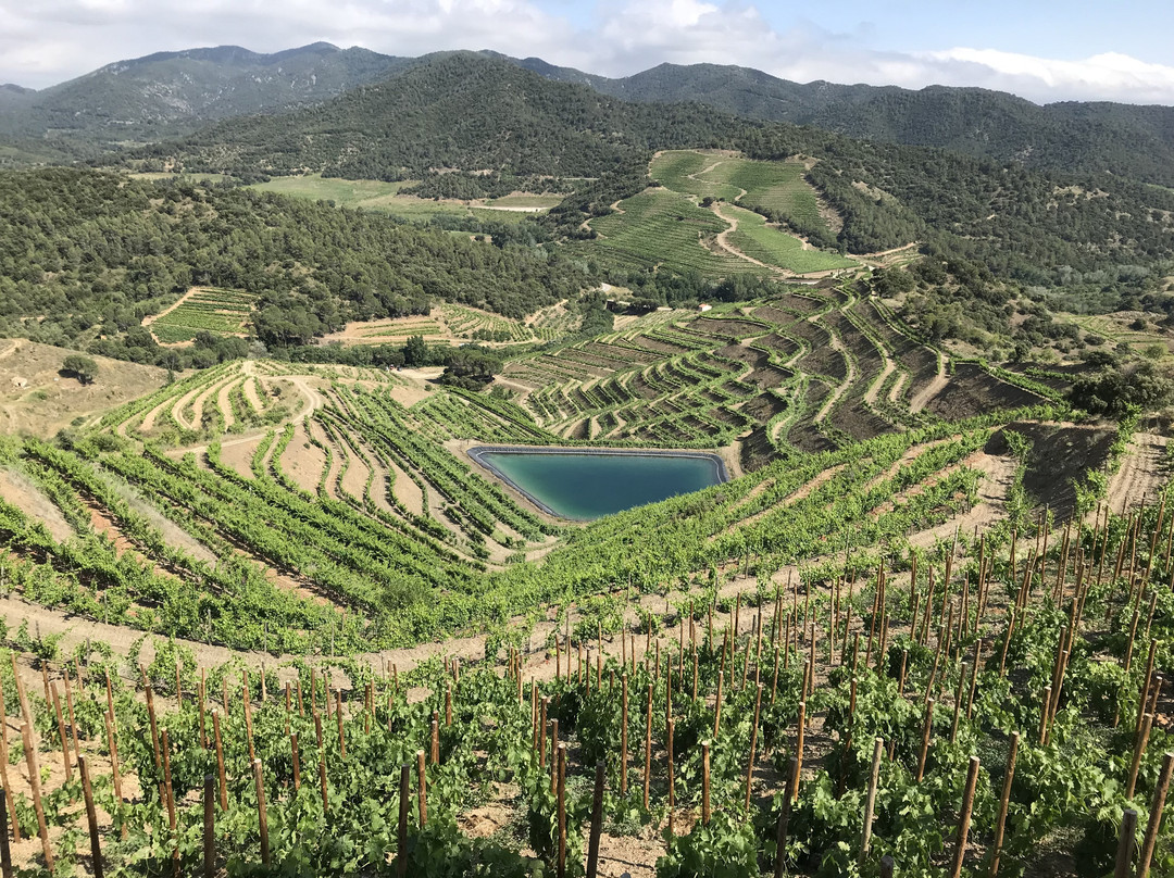 Terres De Vidalba - Vins Doq Priorat景点图片