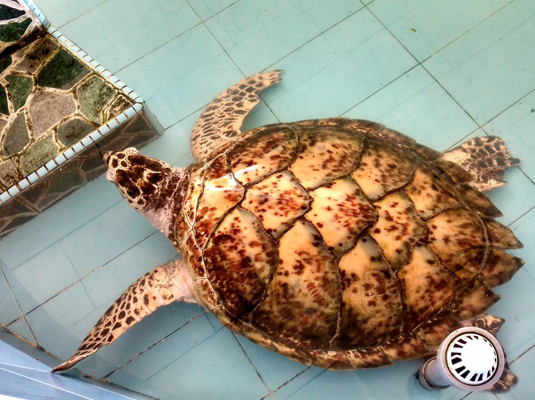 Padang Kemunting Turtle Management Centre景点图片