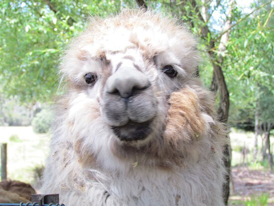 Llama Farma-Elizabeth Town必去景点