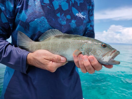 Tropical Sportfisher景点图片