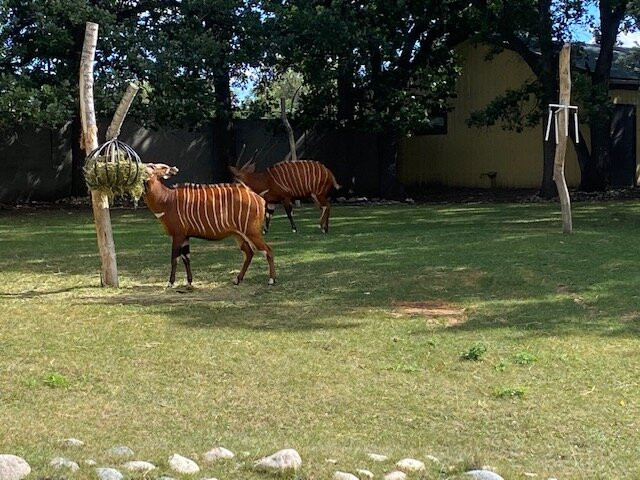 Roosevelt Park Zoo-Minot必去景点