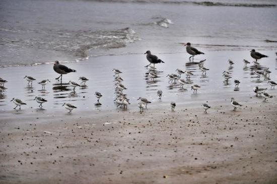 Pismo State Beach景点图片