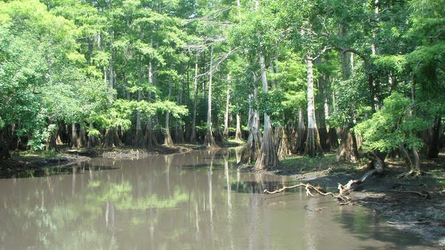 A-Awesome Airboat Rides景点图片