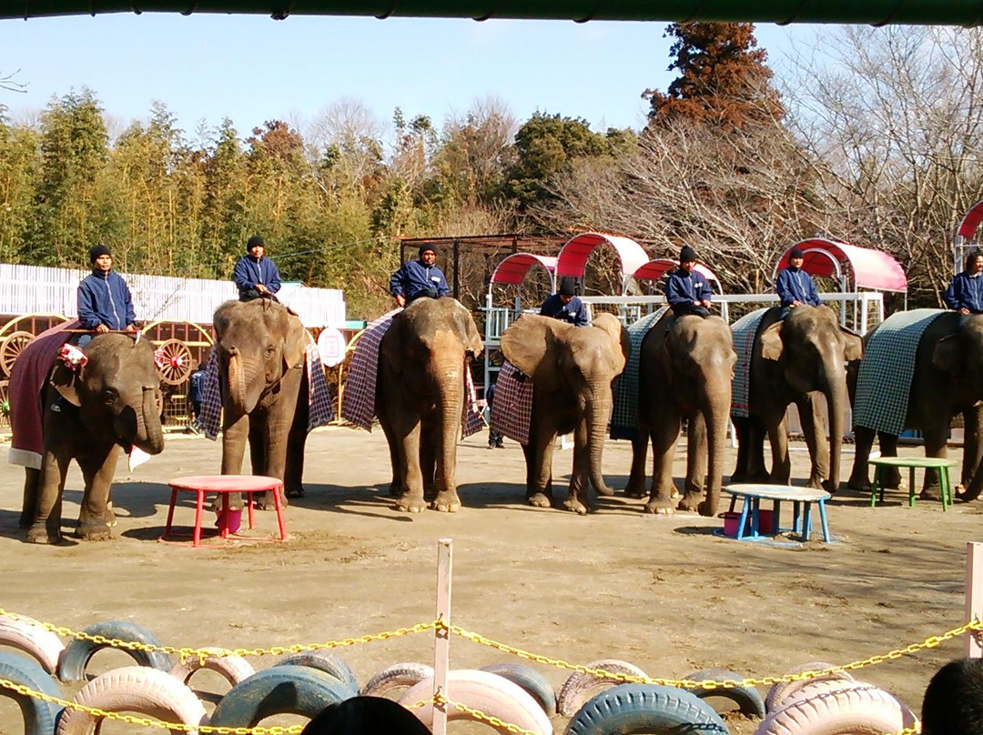 Ichihara Elephant Kingdom-市原市必去景点
