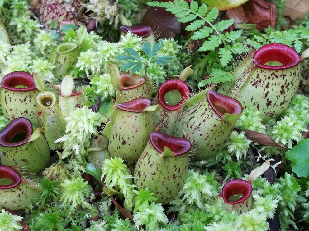 Bukit Bendera旅游景点-Monkeycup@penanghill