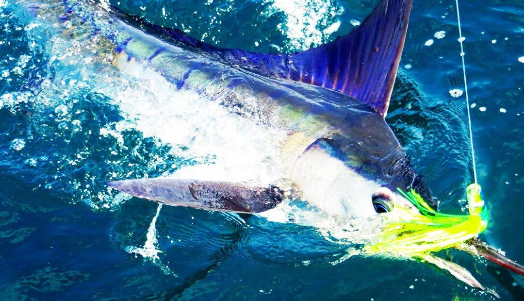 M&L Sport Fishing-凯鲁瓦-柯纳必去景点