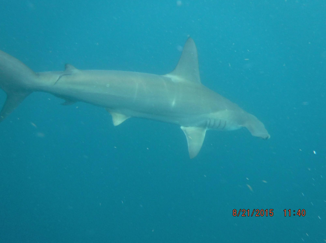 Florida Shark Diving-朱庇特必去景点