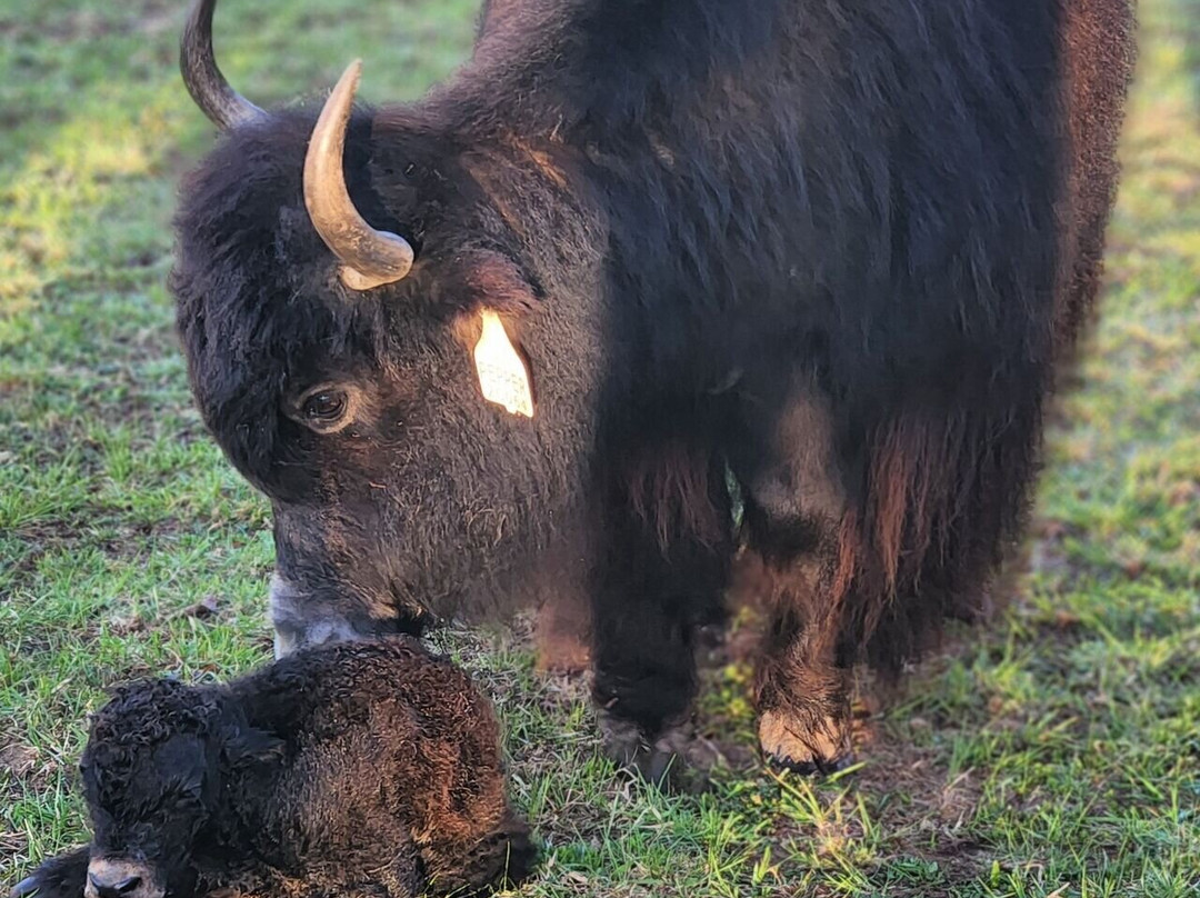 Kiwidinok Petting Farm景点图片