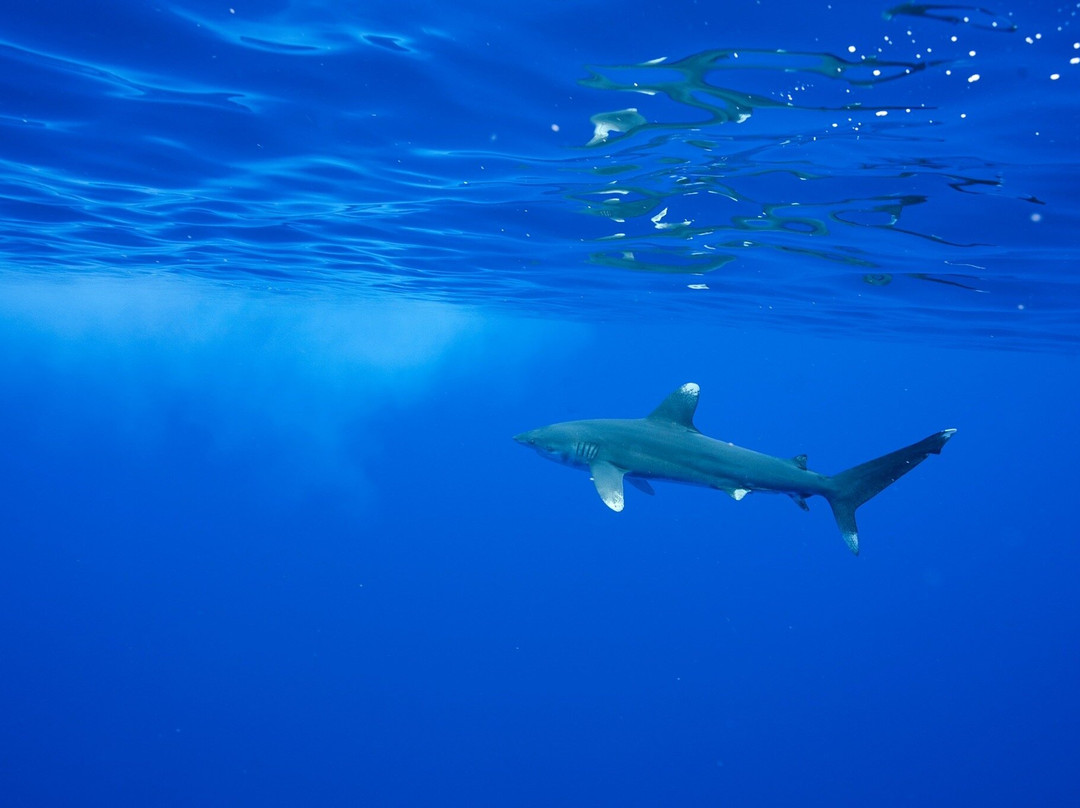 Wild Hawaii Ocean Adventures景点图片