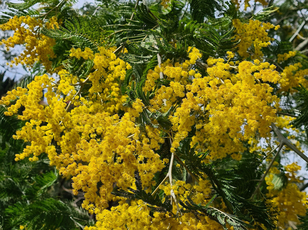 Arboretum Park-索契必去景点
