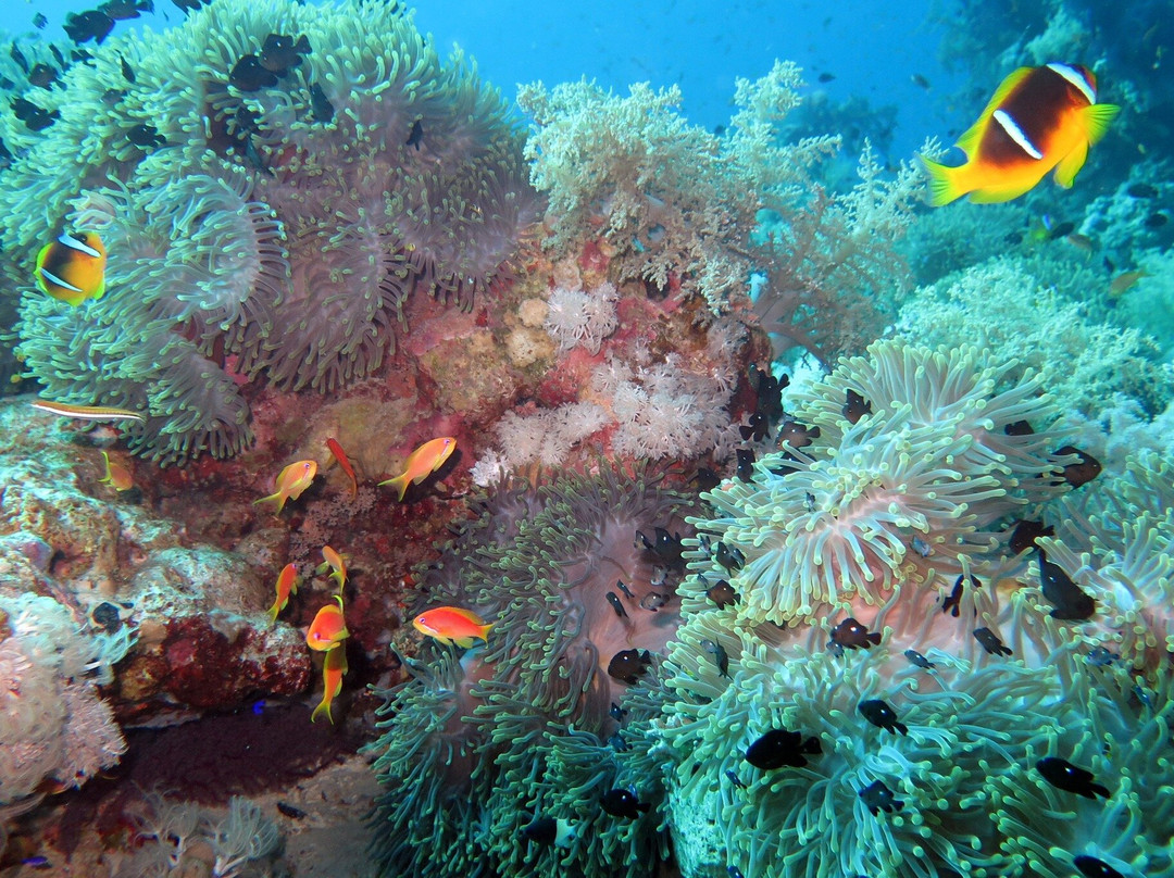 Easy Divers-沙姆沙伊赫必去景点