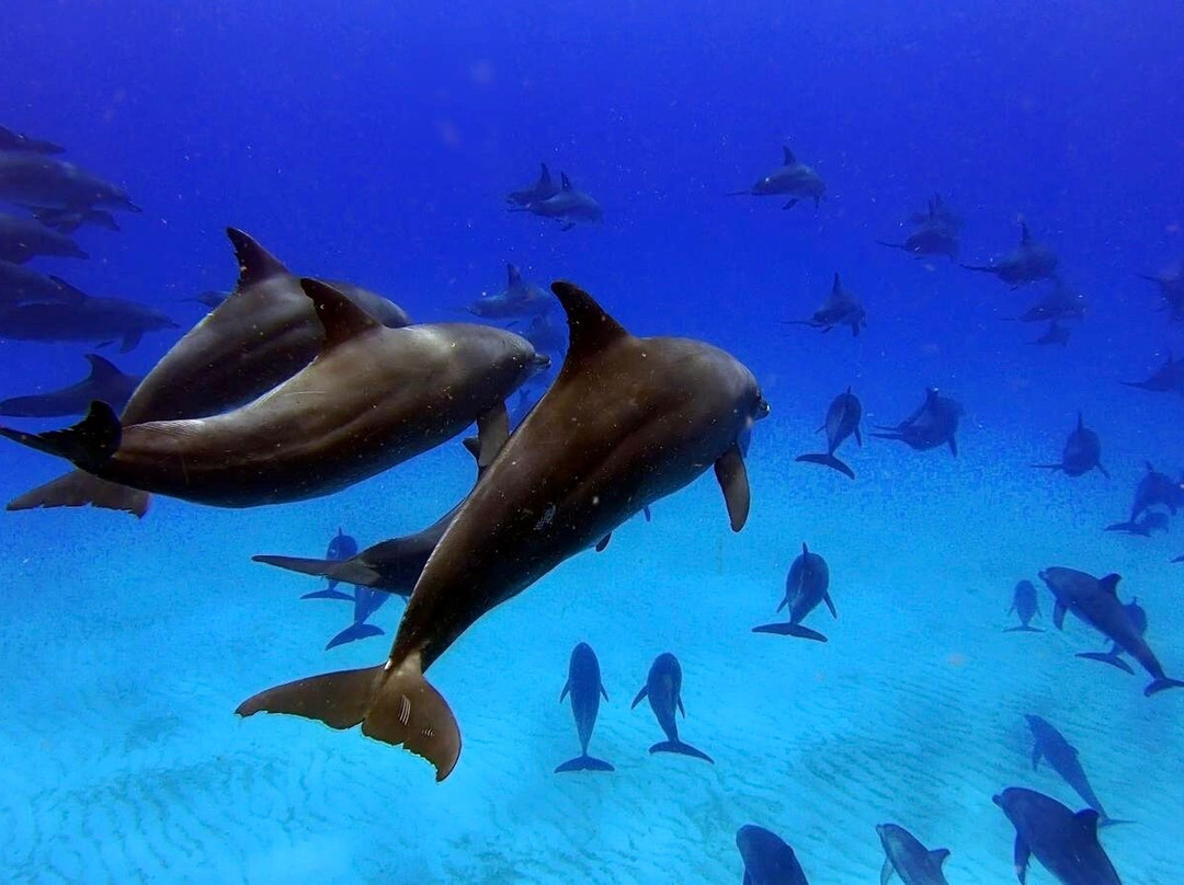 ahmed adventure tour-帕杰必去景点