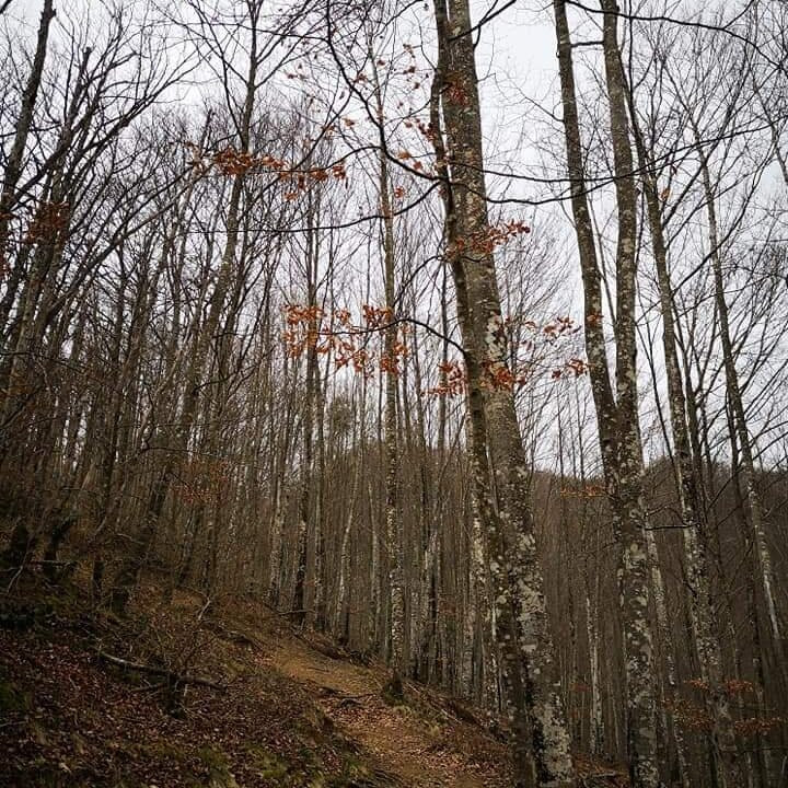 Vidra旅游攻略图片