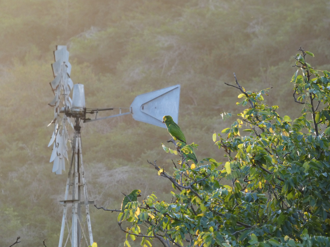 Echo Parrots and People-Rincon必去景点