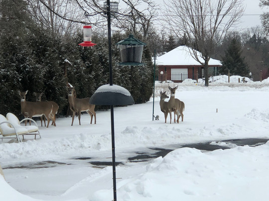 Lake Geneva Lodge主图