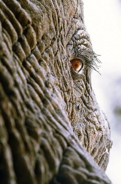 Zakouma National Park-乍得必去景点