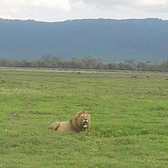 Ngorongoro Crater景点图片