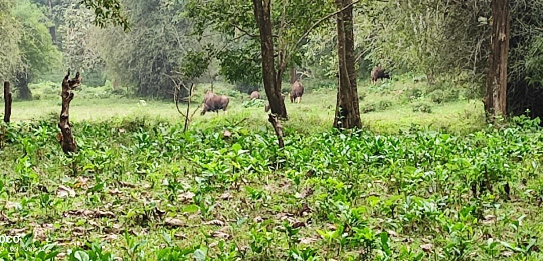 Parambikulam Tiger Reserve-Palakkad必去景点