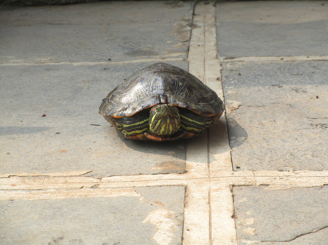 Ocean Deck Beach Homestay主图