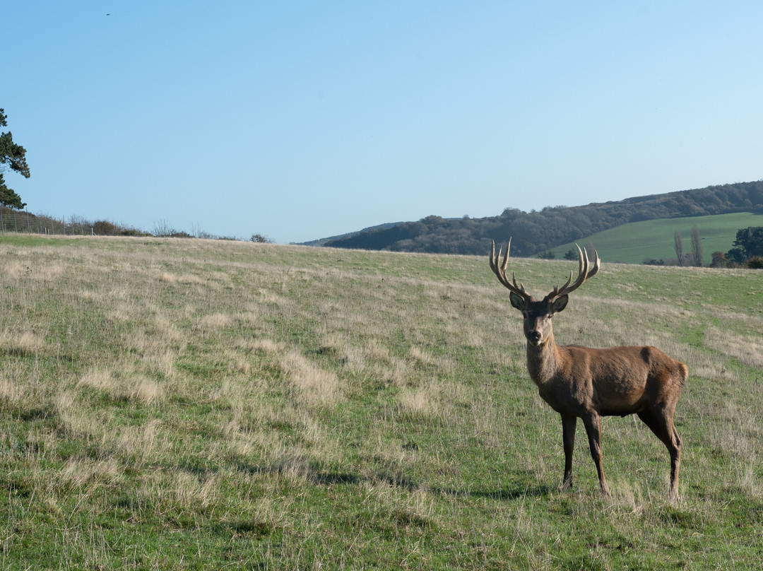 The Isle of Wight Deer Farm-怀特岛必去景点