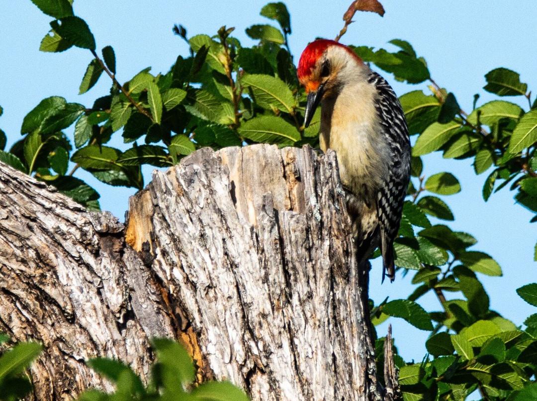McCown Valley Park-Whitney必去景点