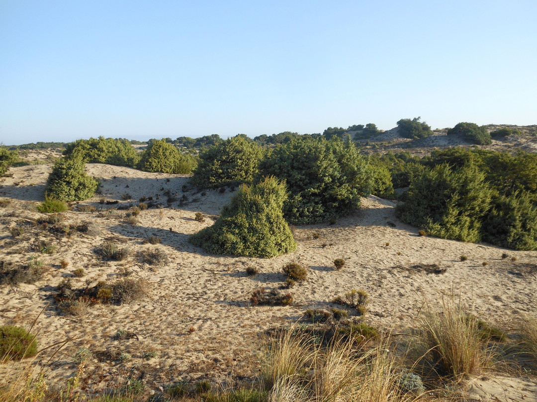 Parque Nacional de Doñana景点图片
