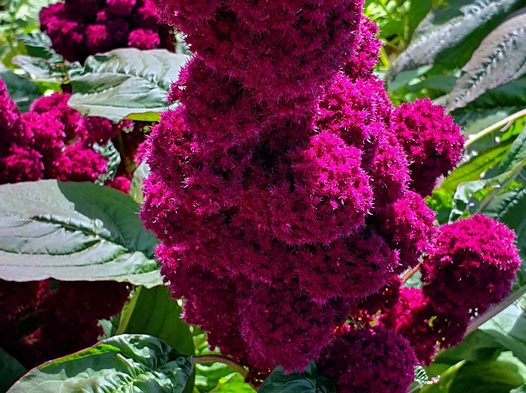 Jardin Botanique Jean-Marie Pelt景点图片