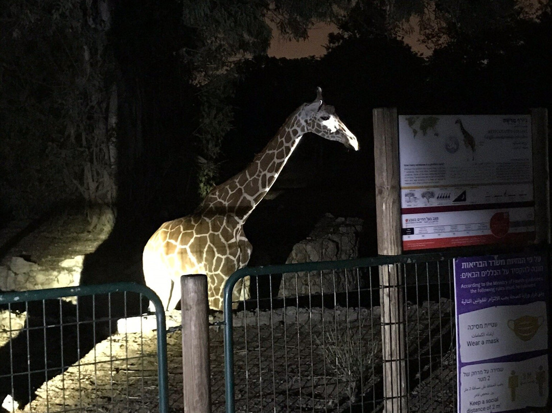 Ramat Gan Safari-拉马干必去景点