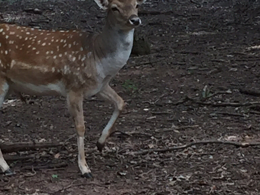 Hochwildpark Rheinland景点图片