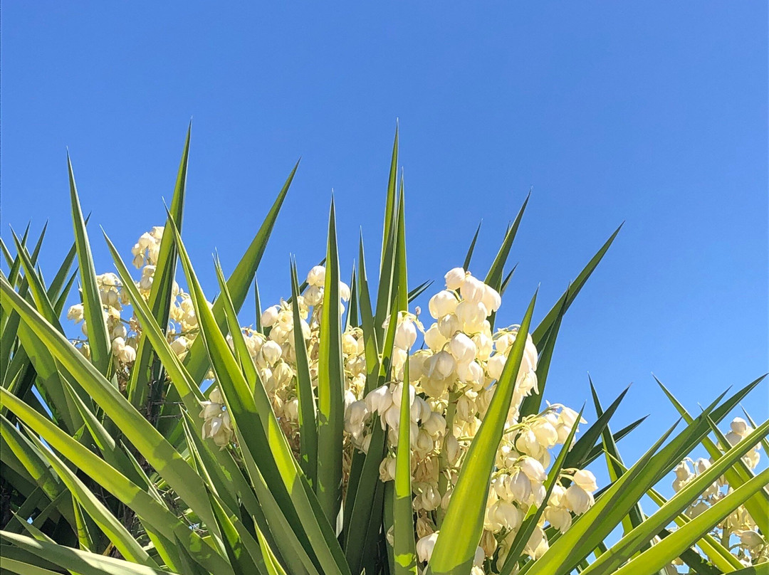 Castle of Salir-Loule必去景点
