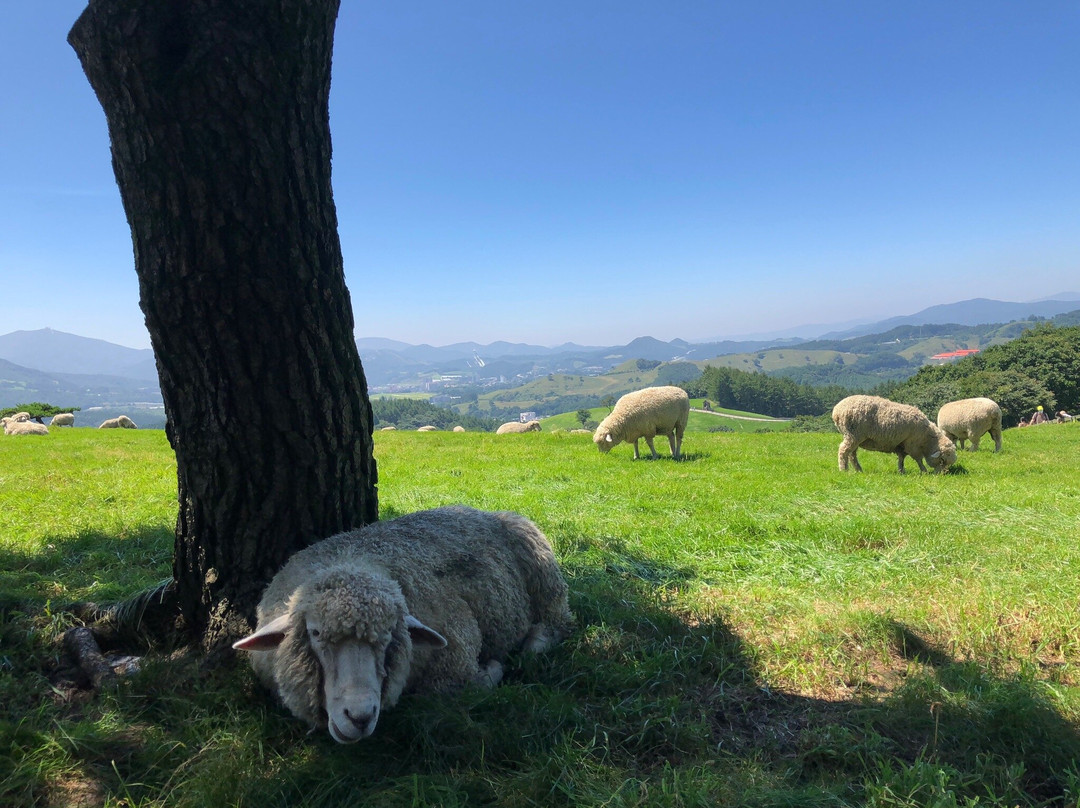 Daegwallyeong Sheep Ranch-平昌郡必去景点