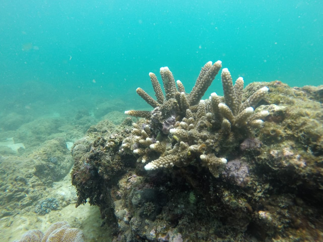 Sri Lanka Diving Tours - Trincomalee-Trincomalee必去景点