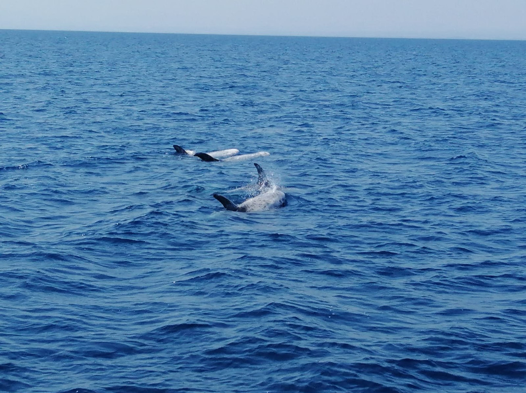 Jonian Dolphin Conservation景点图片