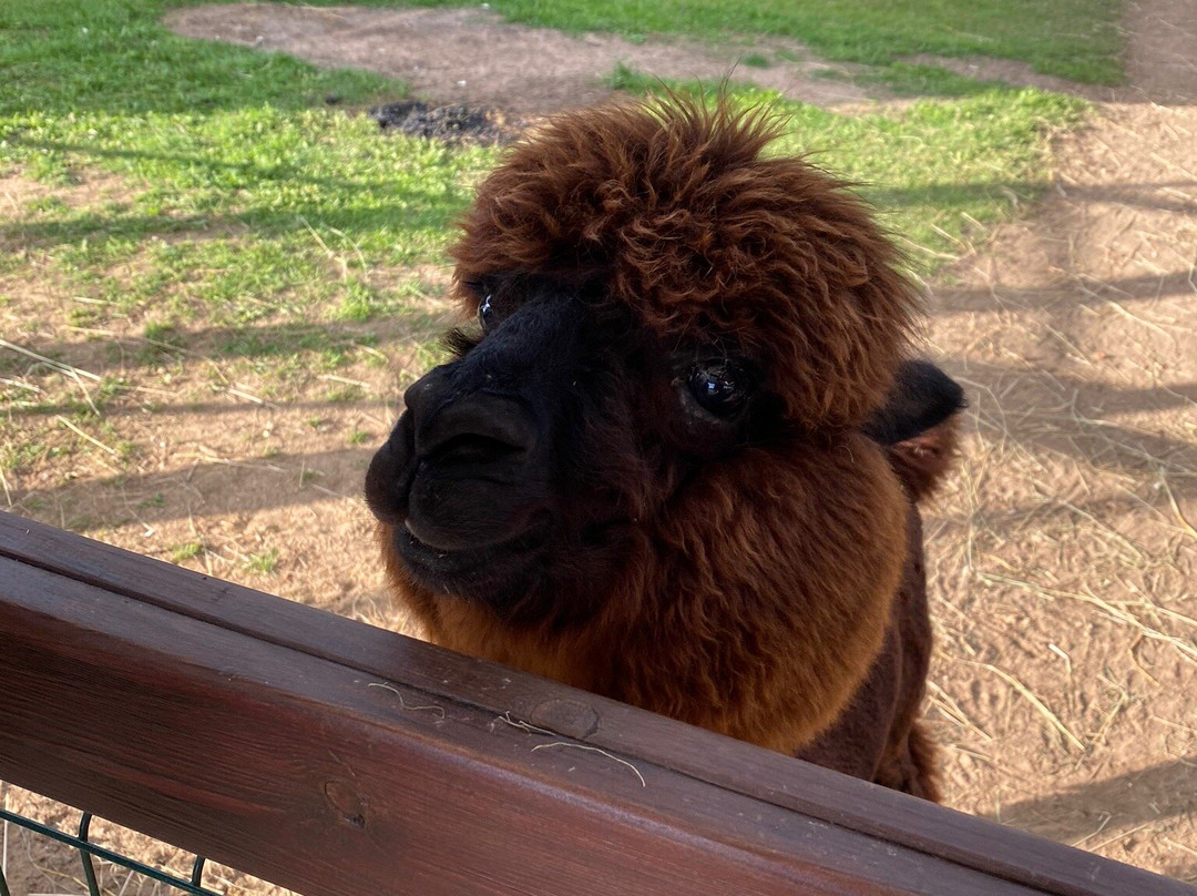 Russian Alpaca Farm景点图片