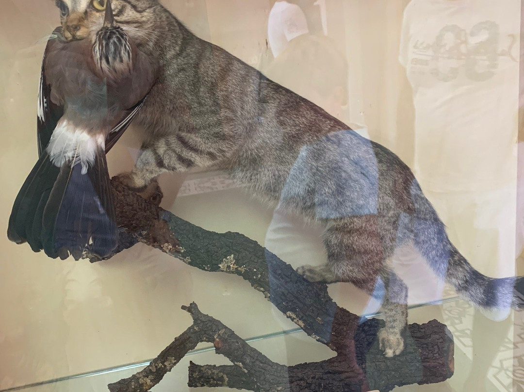 Museo Della Biodiversita景点图片