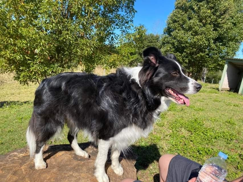 Tropical Coast Retreat - Pet Friendly主图