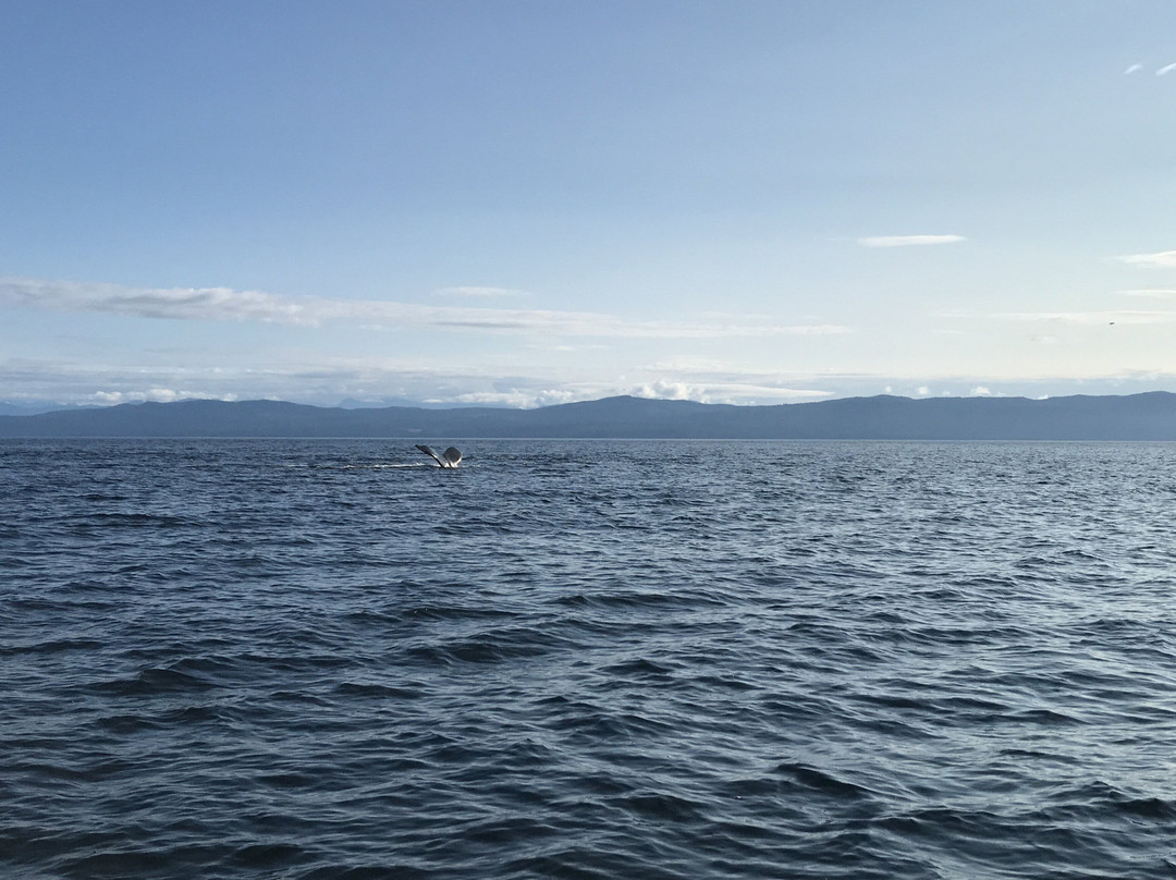 Hornby Island Ocean Adventures景点图片