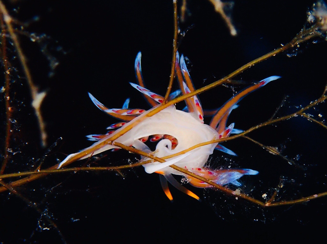 Sub Now Diving Center-Marina di Campo必去景点