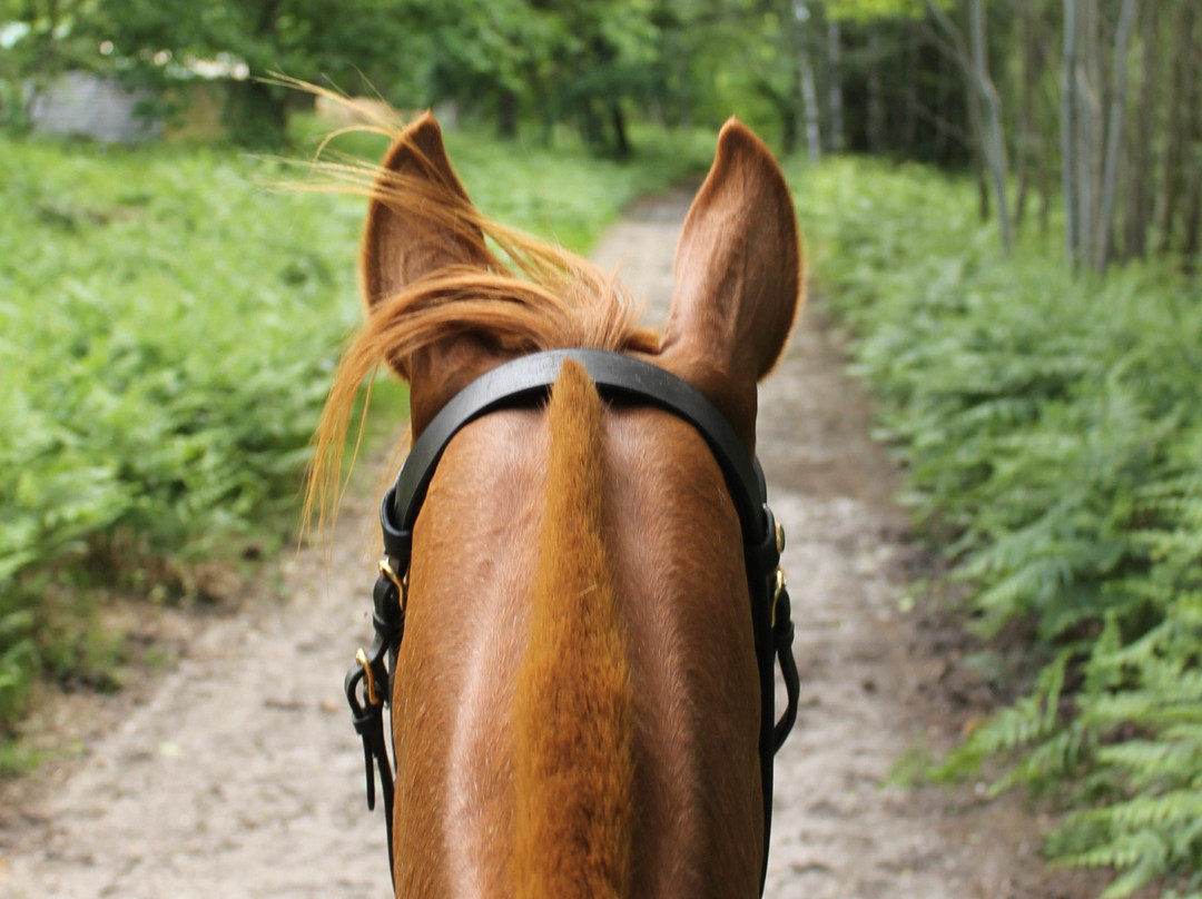 Randonnez Cheval Ô Centre景点图片