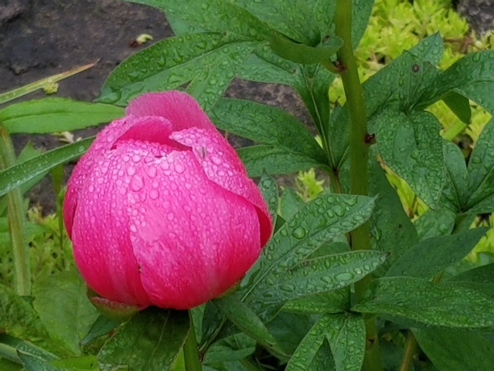 Smith Gardens-代顿必去景点