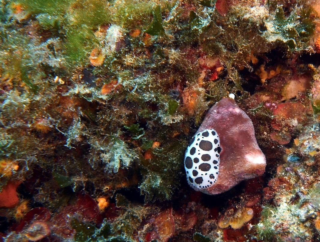 Fun Diving Krk景点图片