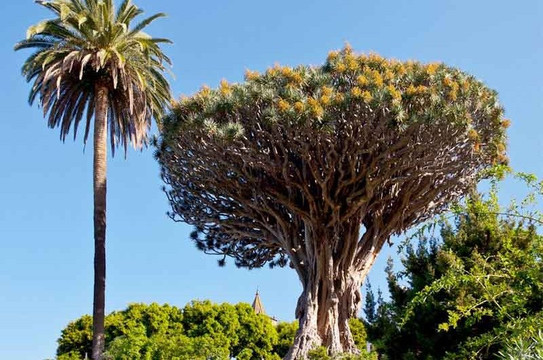 DUPLICATED-圣克鲁斯-德特内里费必去景点