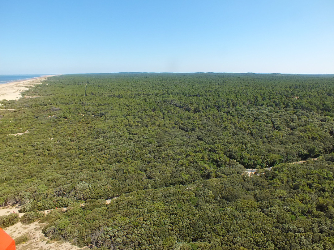 Forêt de la Coubre景点图片