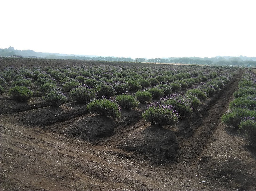 Ranzanmachi Sennen no Sono Lavender Field-岚山町必去景点
