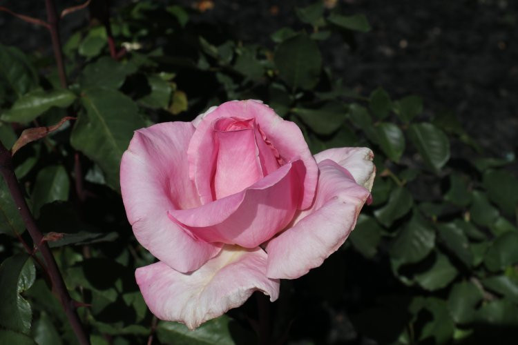 McKinley Park-沙加缅度必去景点